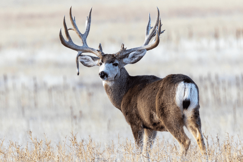 Mule Deer Overhunting: Why This Native Deer Might Be In Trouble