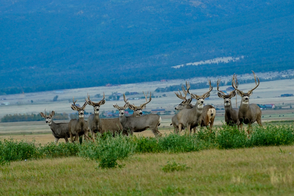 mule deer overhunting