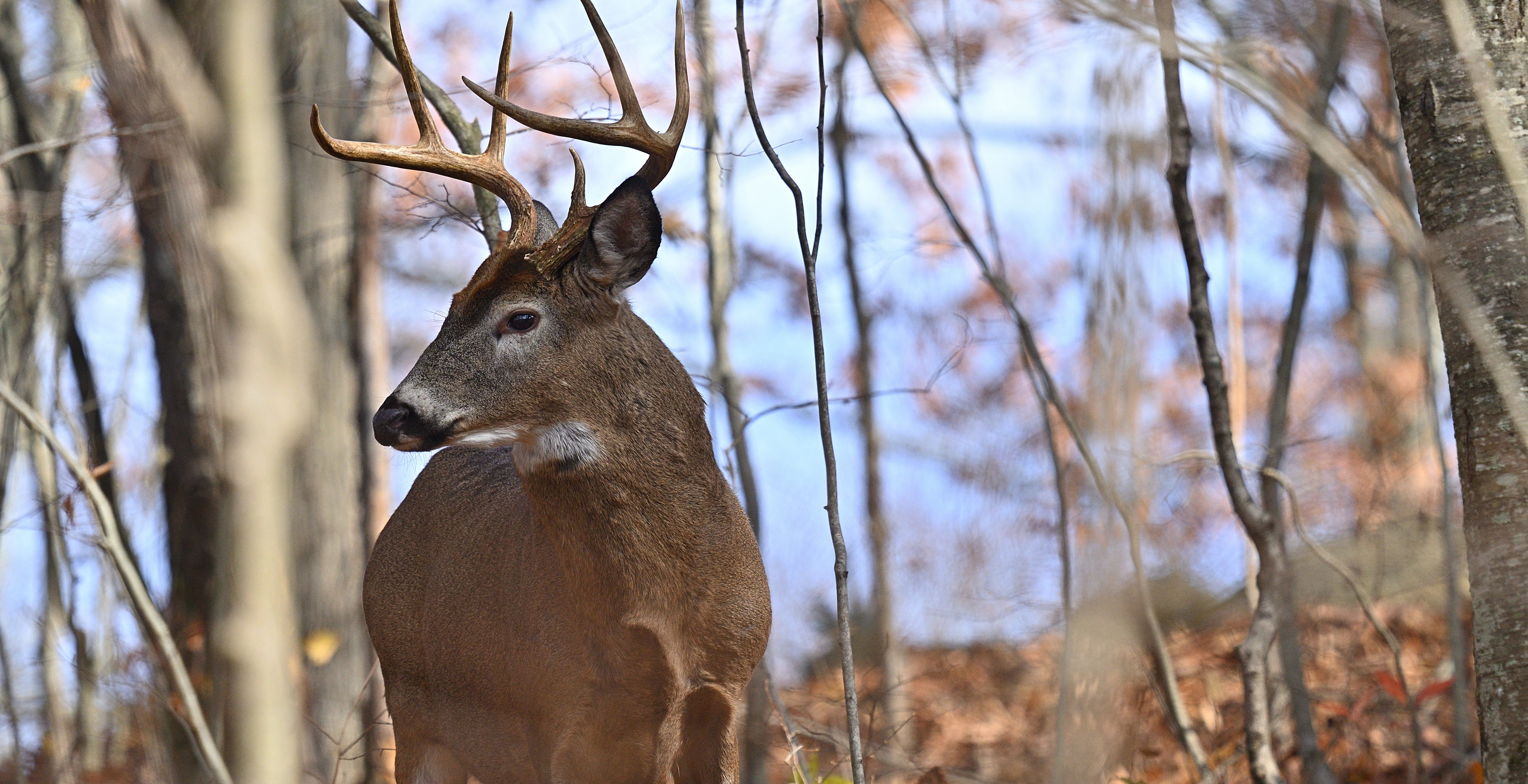 buck on trail camera