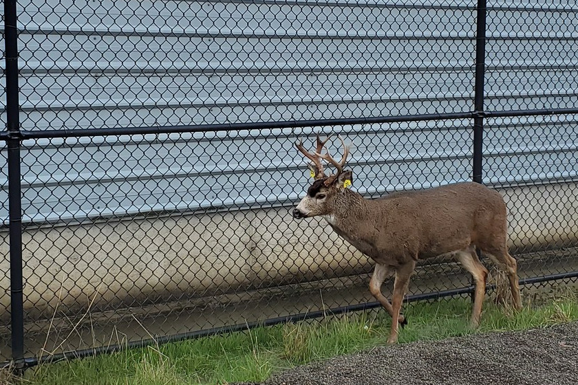 Buck Tangled in Christmas Lights