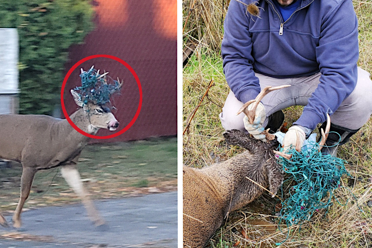 Buck Tangled in Christmas Lights