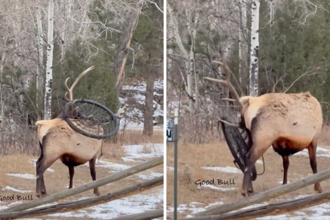Bull with dream catcher stuck in antlers
