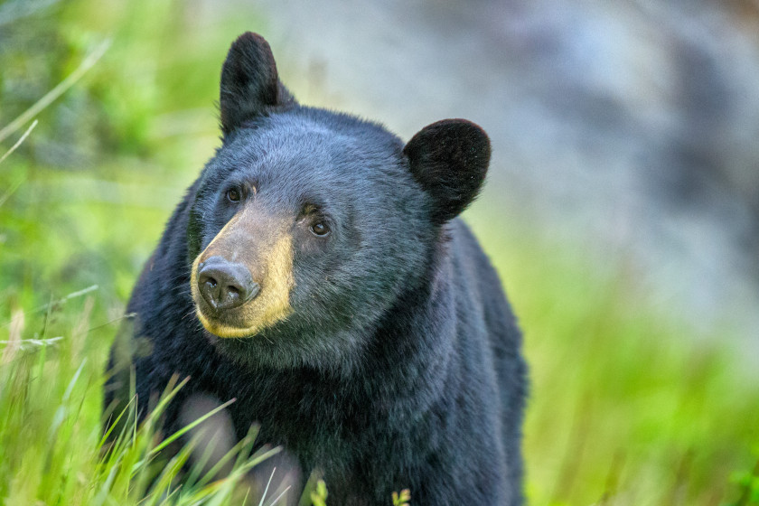 Cocaine Bear