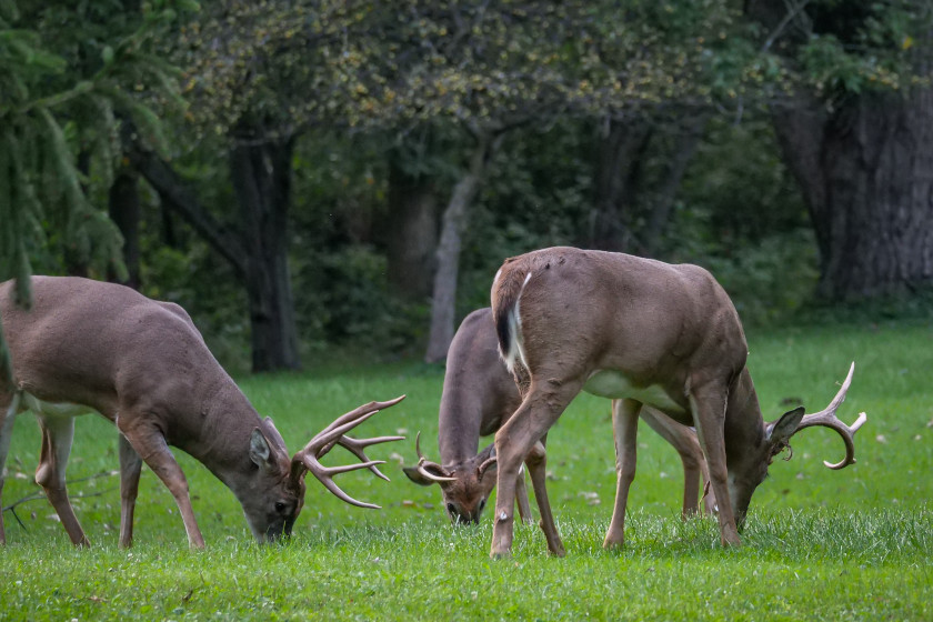 Deer Feeding Times Figuring Out Whitetail Eating Habits deer-feeding-times-figuring-out-whitetail-eating-habits