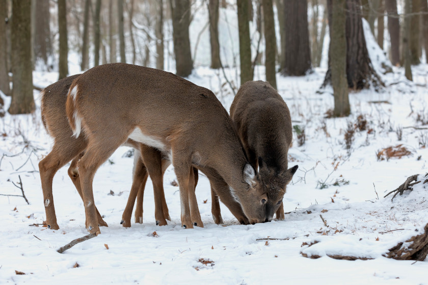 Deer Feeding Times Figuring Out Whitetail Eating Habits deer-feeding-times-figuring-out-whitetail-eating-habits