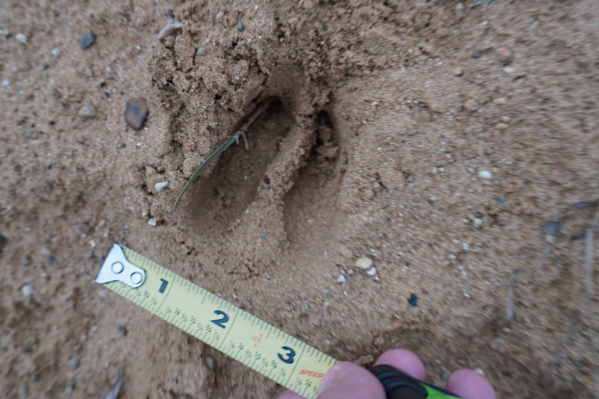A deer track likely made by an adult deer in sandy soil. 