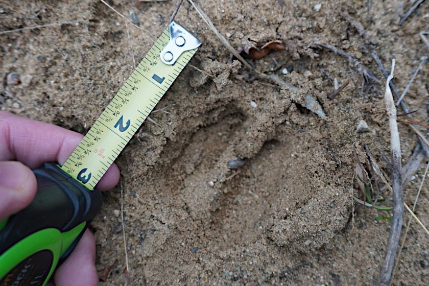 A deer track, likely from a younger deer, has been distorted slightly by age.