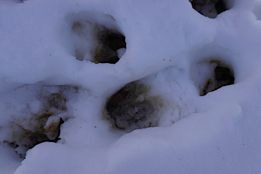 Older deer tracks in the snow. 