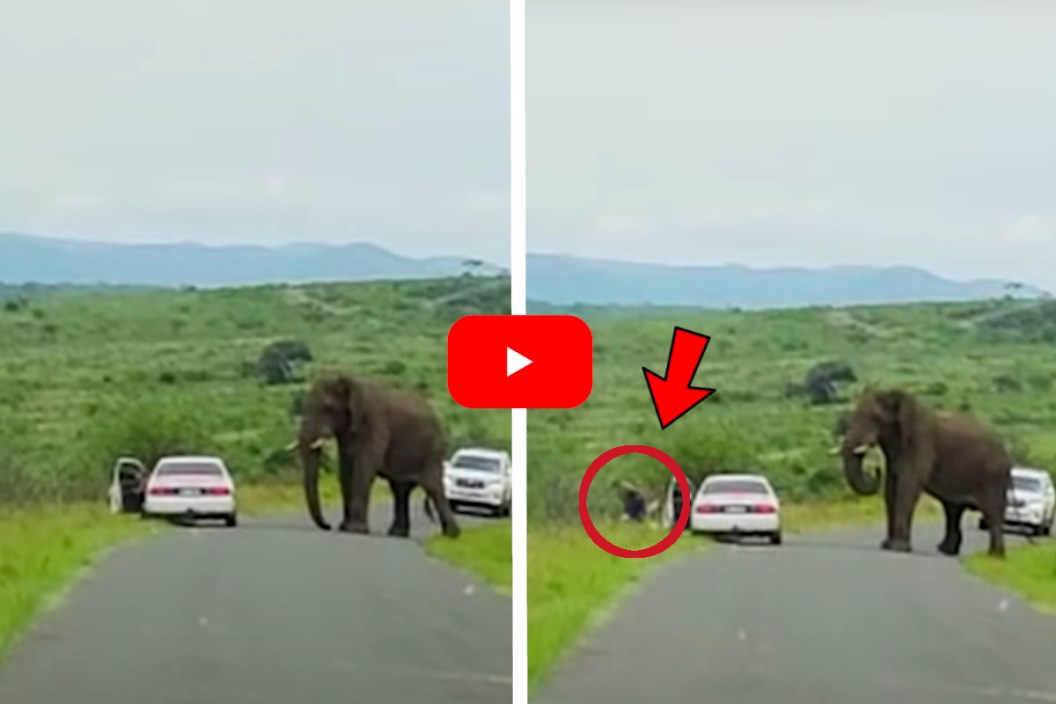 Elephant Terrifies Tourist