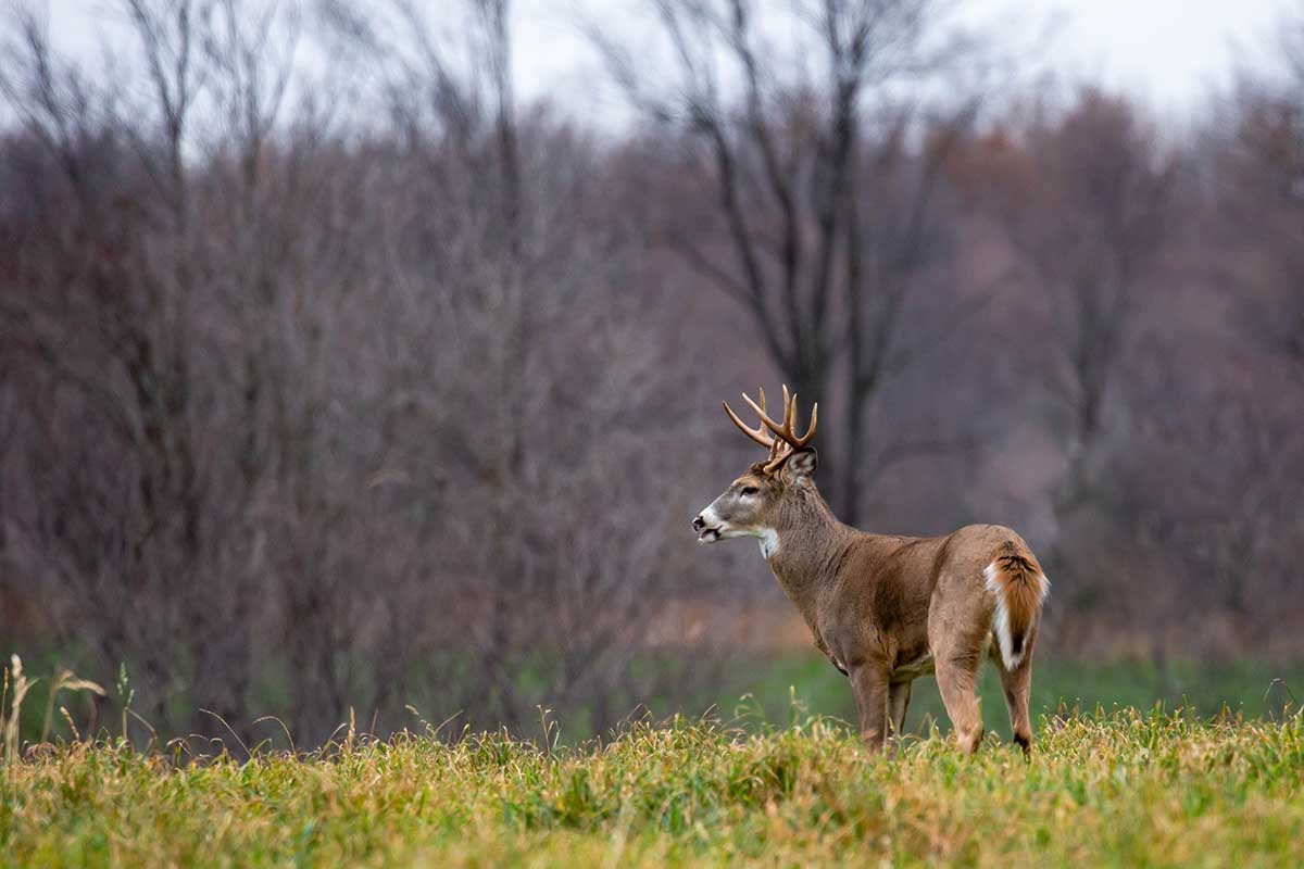 aging deer