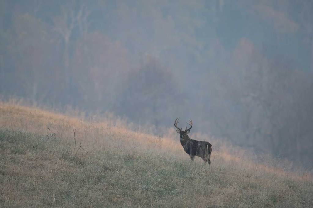 Deer Feeding Times, Figuring Out Whitetail Eating Habits