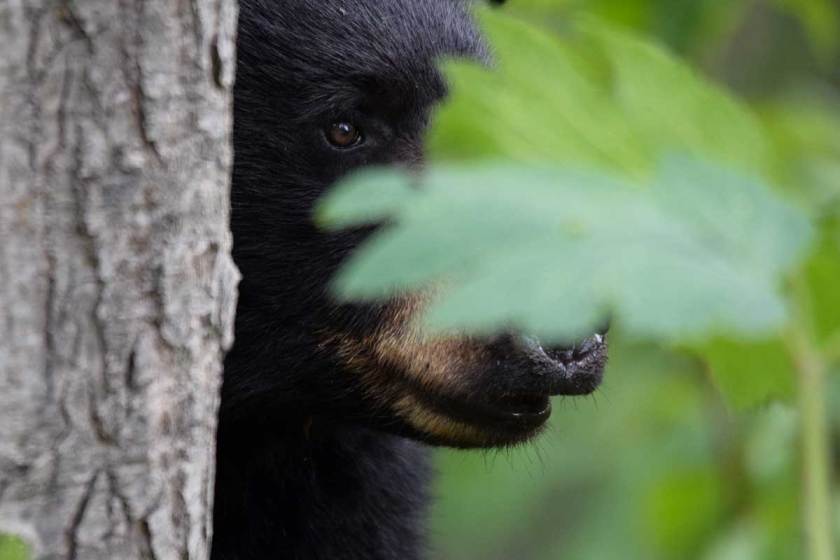 Nj Bear Hunt 2024 Ti … Thia Elsbeth