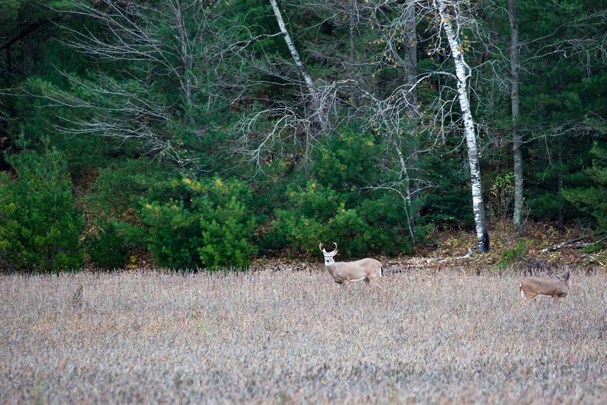 post-rut