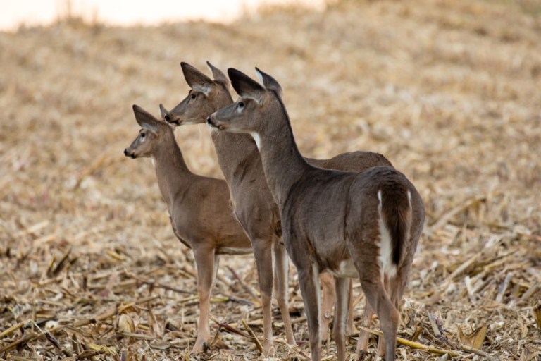 Michigan Late Doe Season, One Last Chance to Fill the Freezer