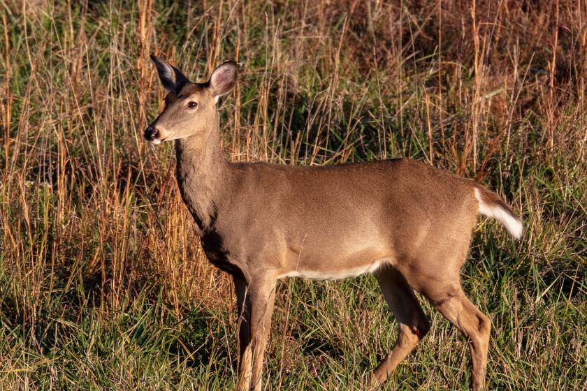 Michigan Late Doe Season, One Last Chance to Fill the Freezer