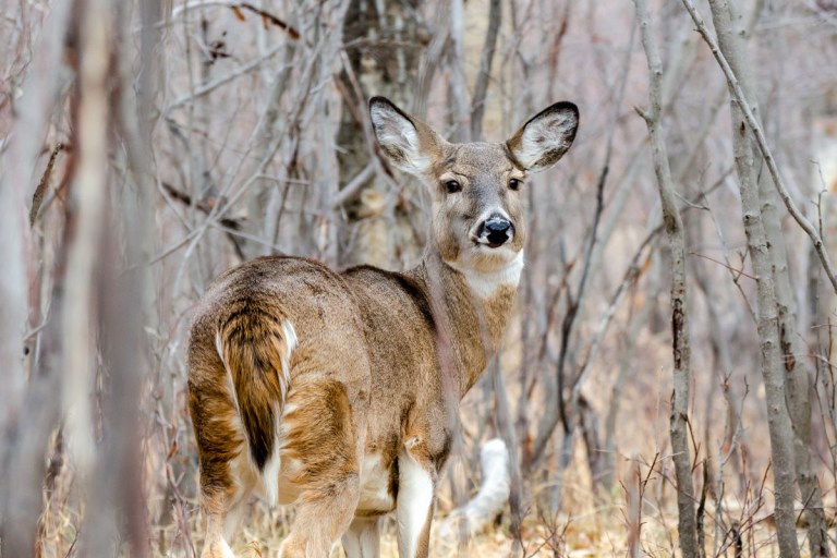 Michigan Late Doe Season, One Last Chance to Fill the Freezer