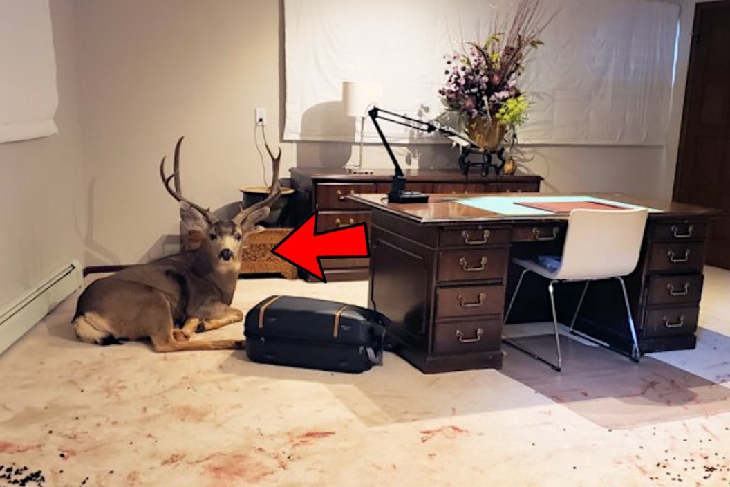 Mule Deer Buck Office