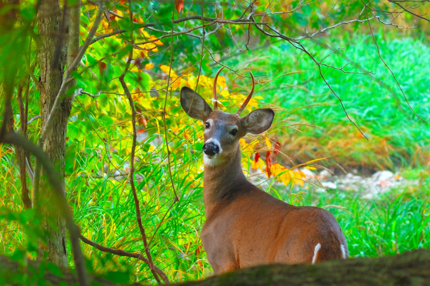 Spike Deer