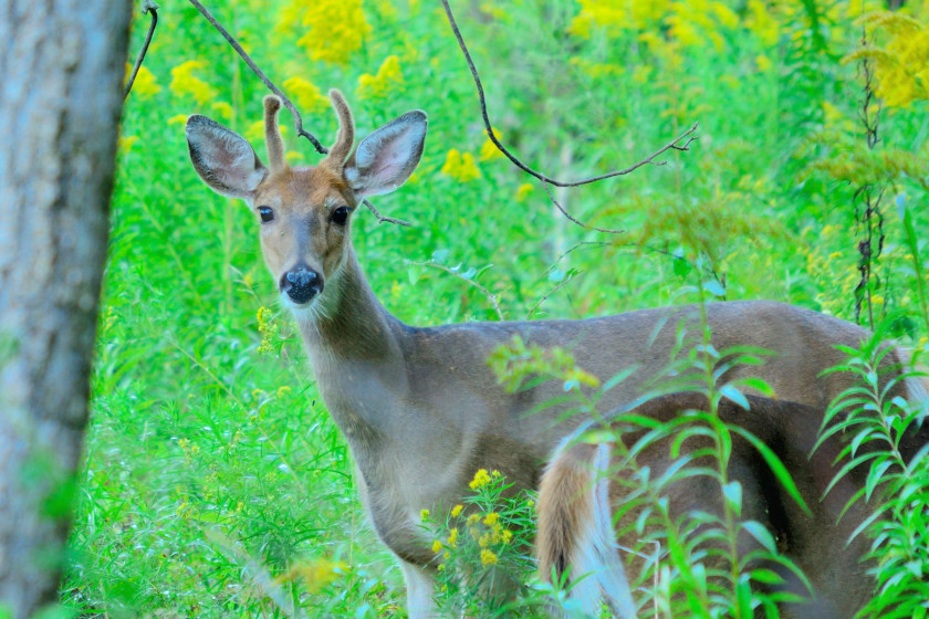 Spike Deer