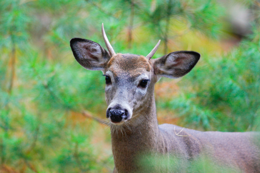 Spike Deer