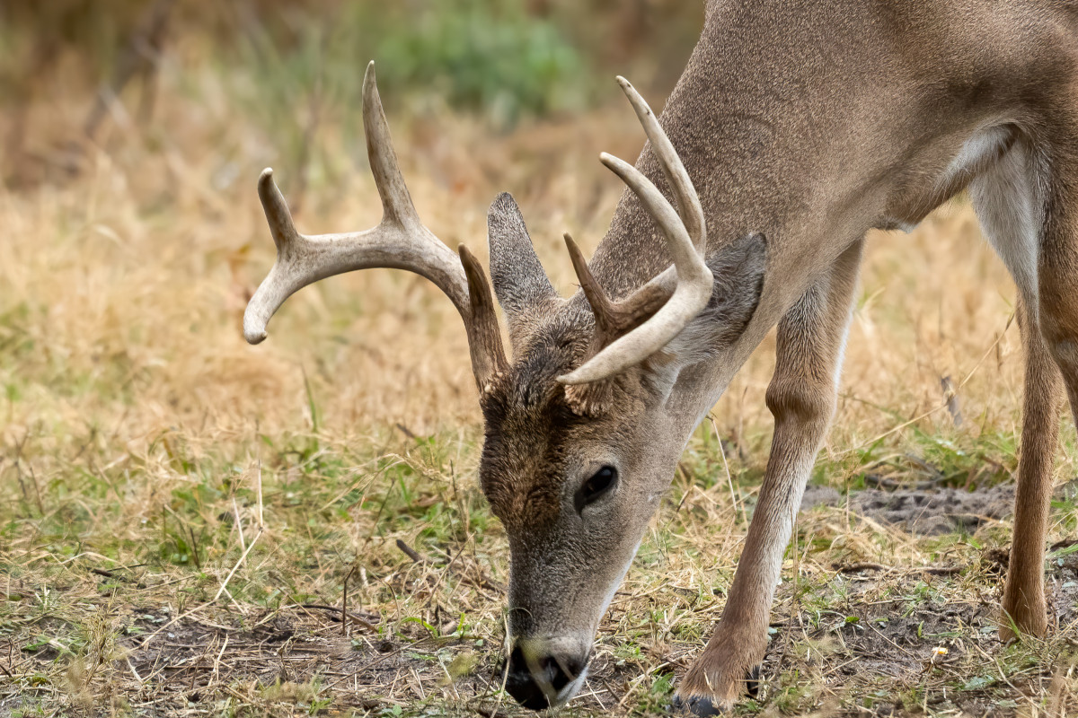 What Antlers Are Made Of