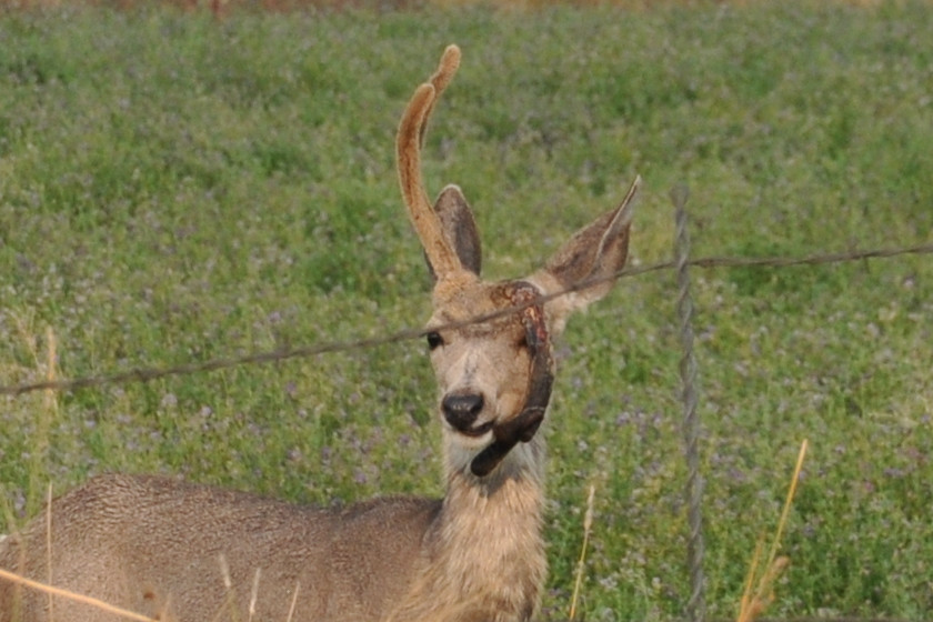 What Are Deer Antlers Made From