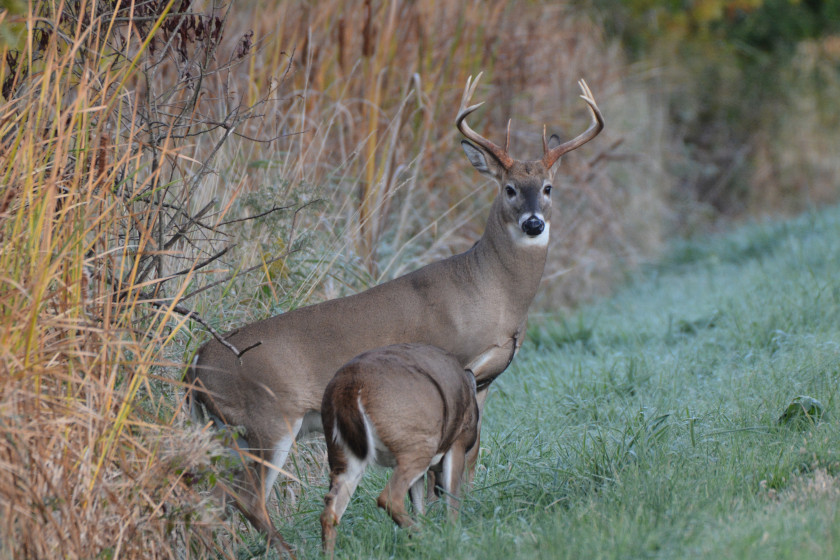 When Does Deer Season End In Louisiana 2024 Beckie Rachael