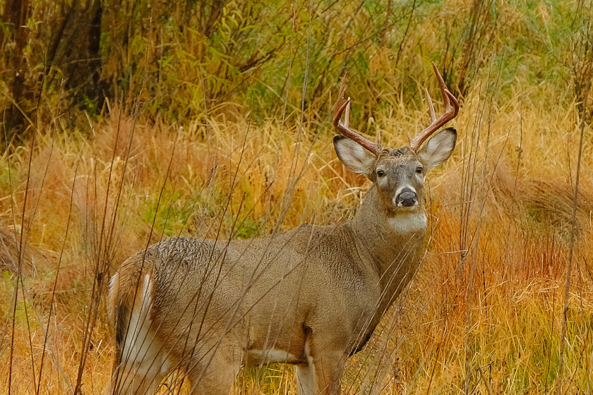 When Deer Season Ends in Missouri, There's Still Time