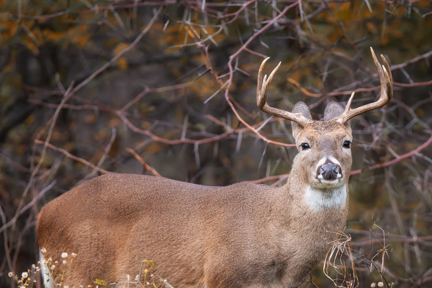 When Does Deer Season End in Texas