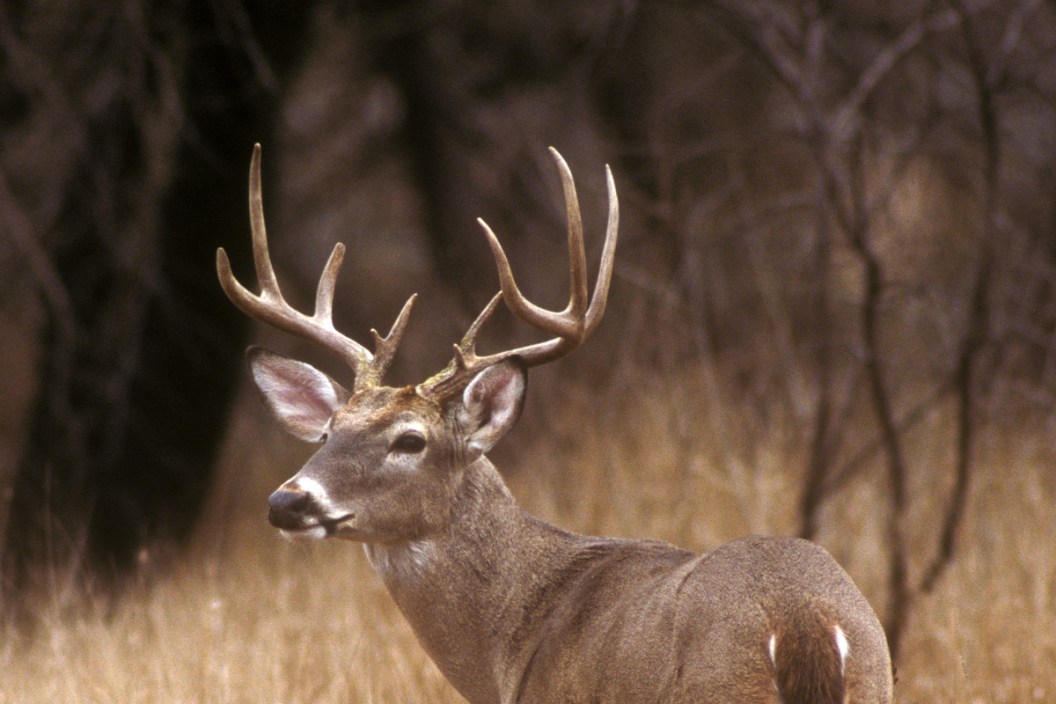 When Does Deer Season End in Texas