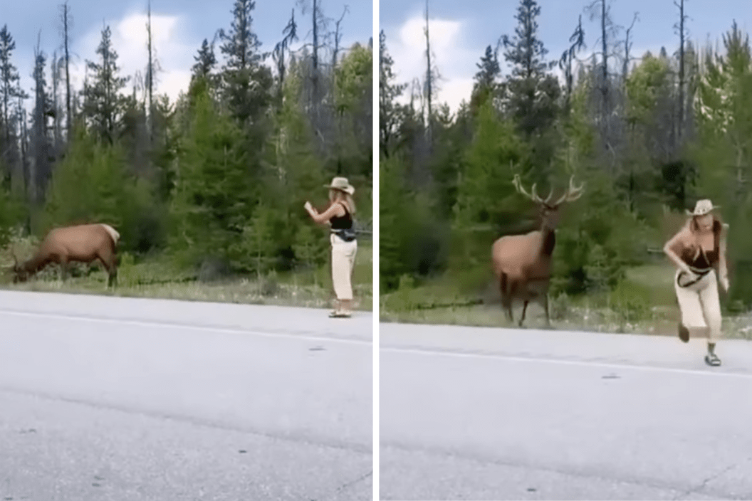 a woman takes pictures with an elk