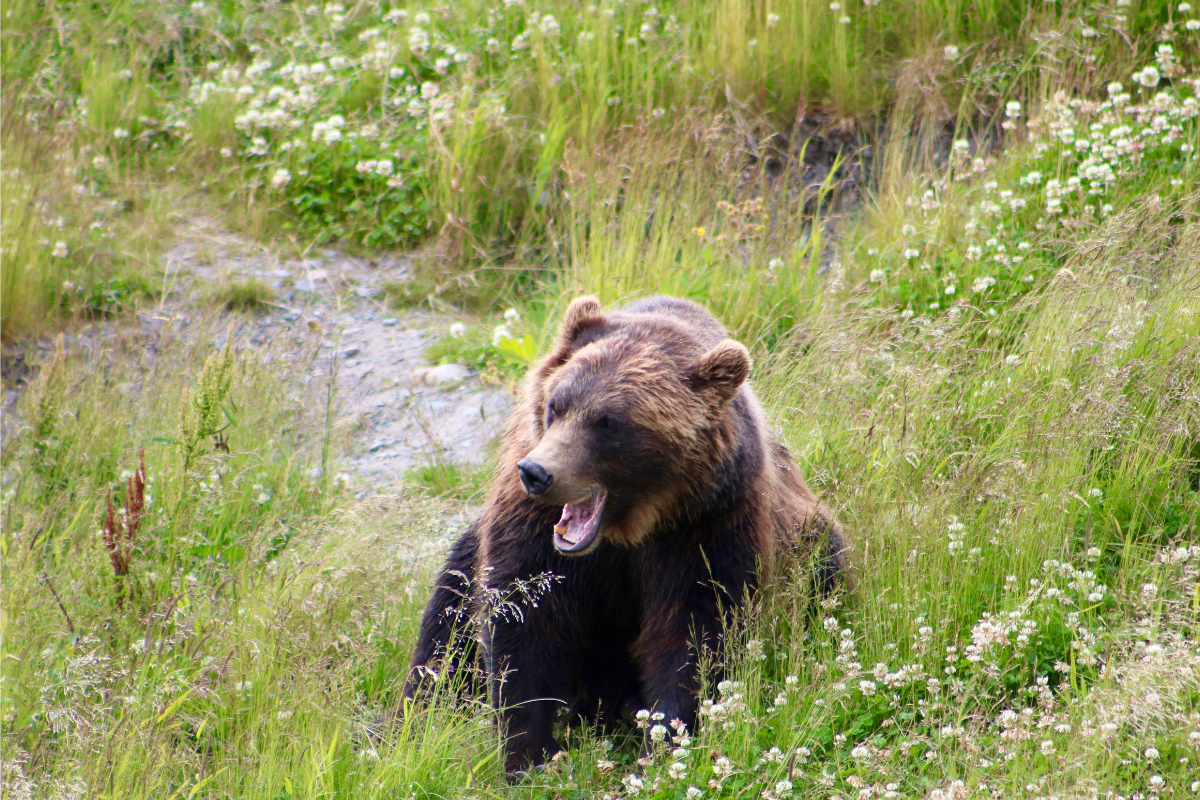 bear eats in a field