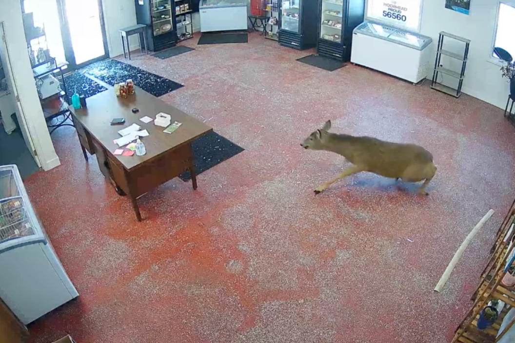Deer crashes into butcher shop