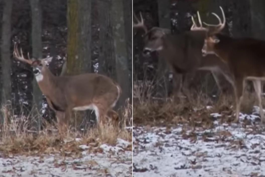 deer sheds antler, attacked by rival.