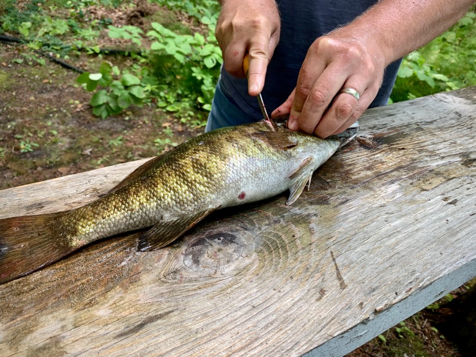 Cutting open fresh lake fish on cutting board outdoors. Horizontal colored image