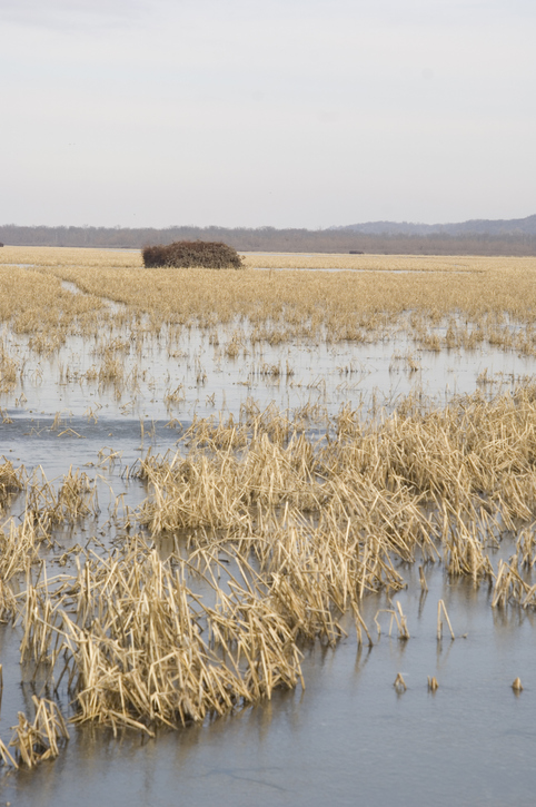 best duck hunting regions