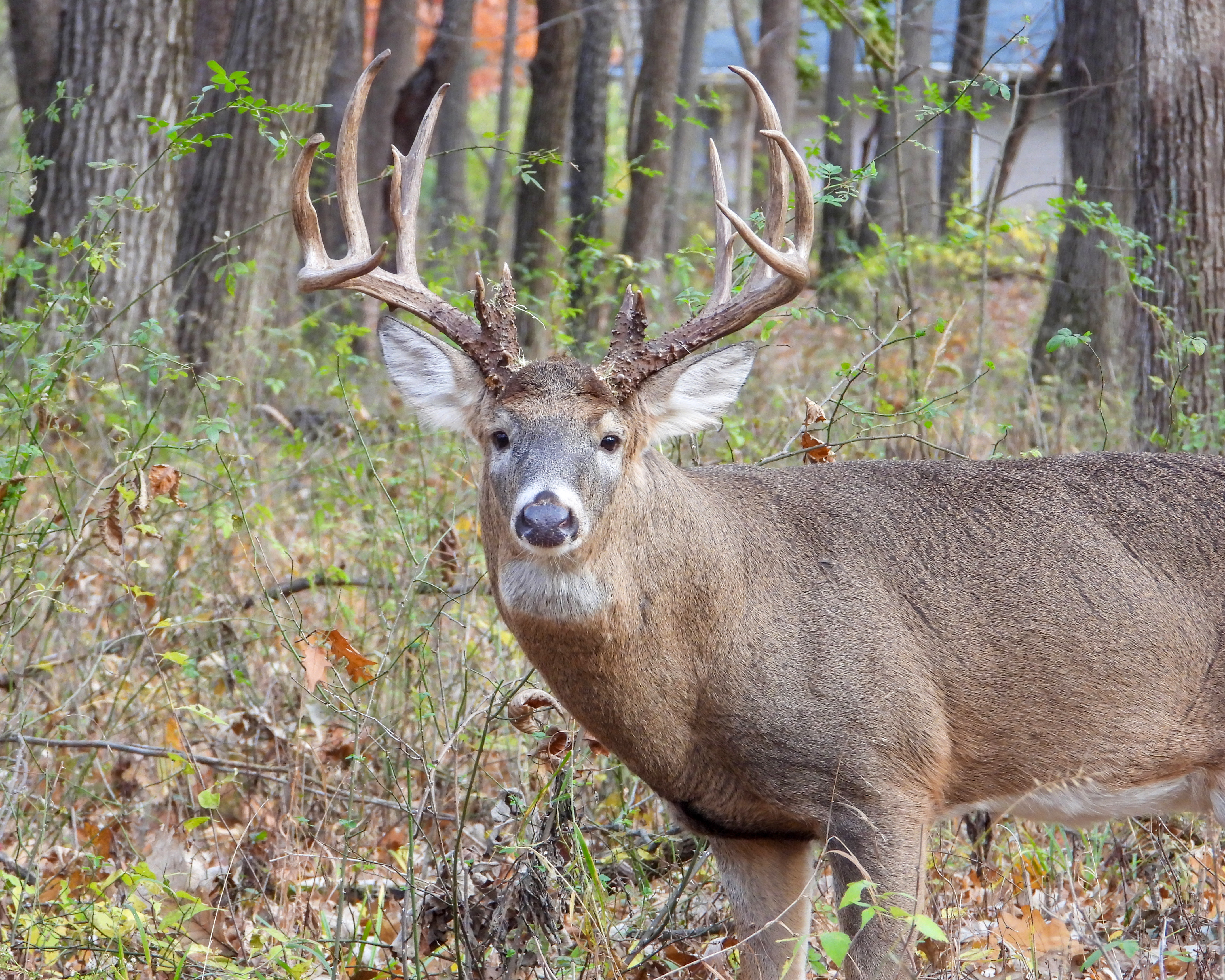 White-tailed Deer (Odocoileus virginianus) Male Buck with Antlers