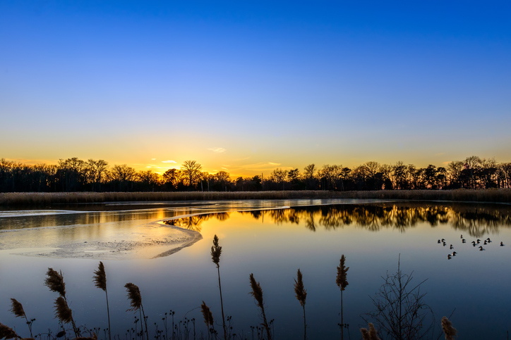 best duck hunting regions