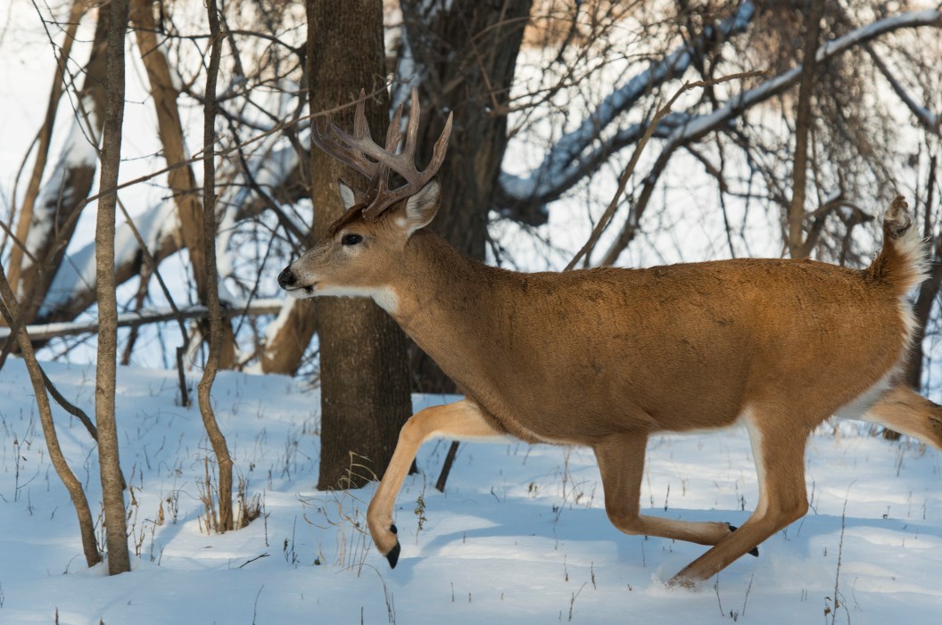 Big whitetail deer