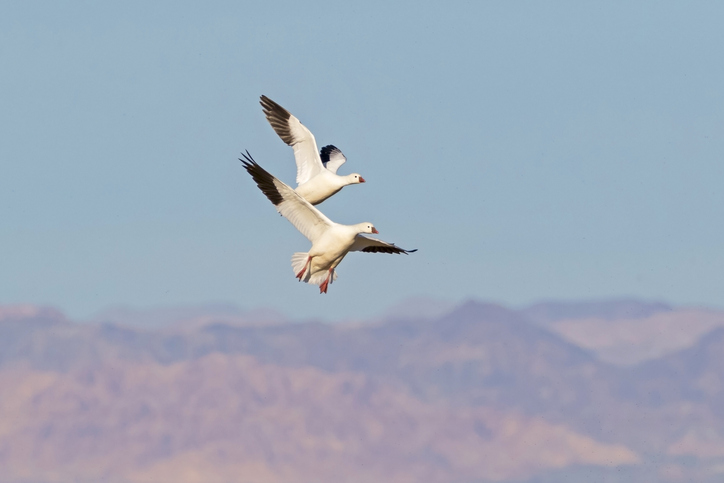 snow geese