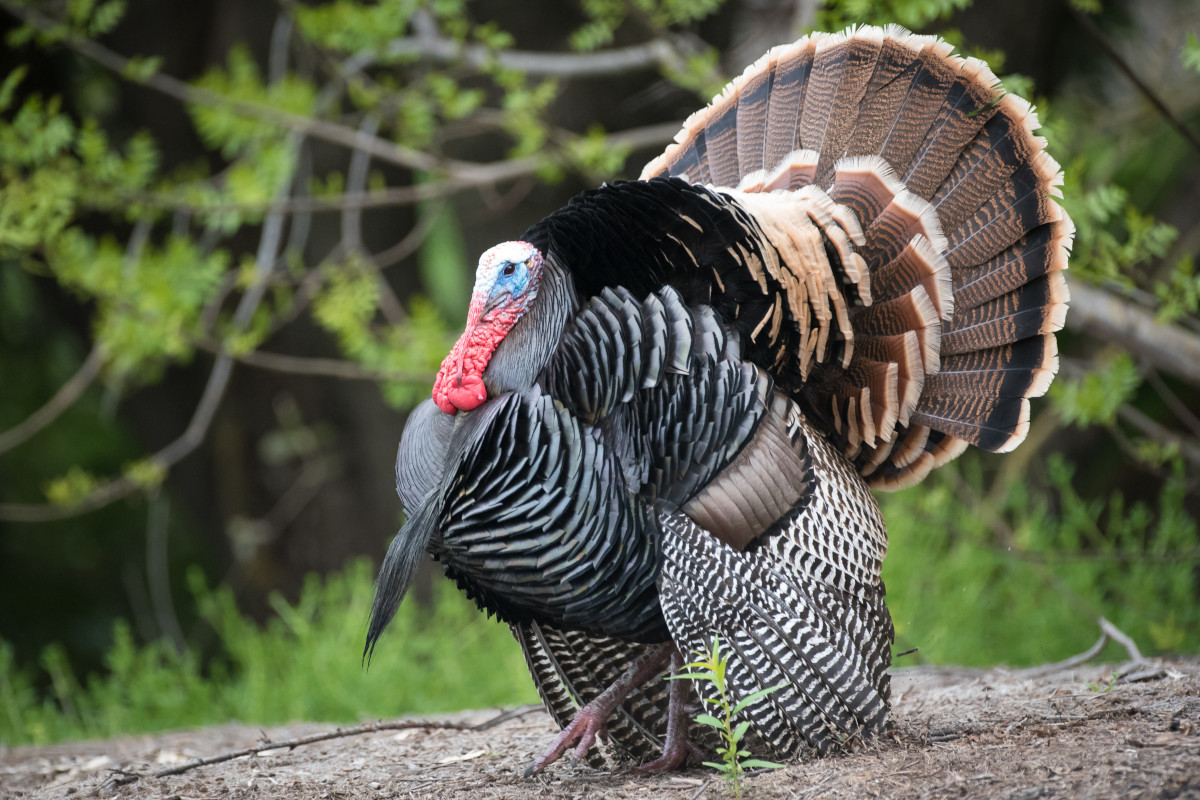 MN Turkey Hunting