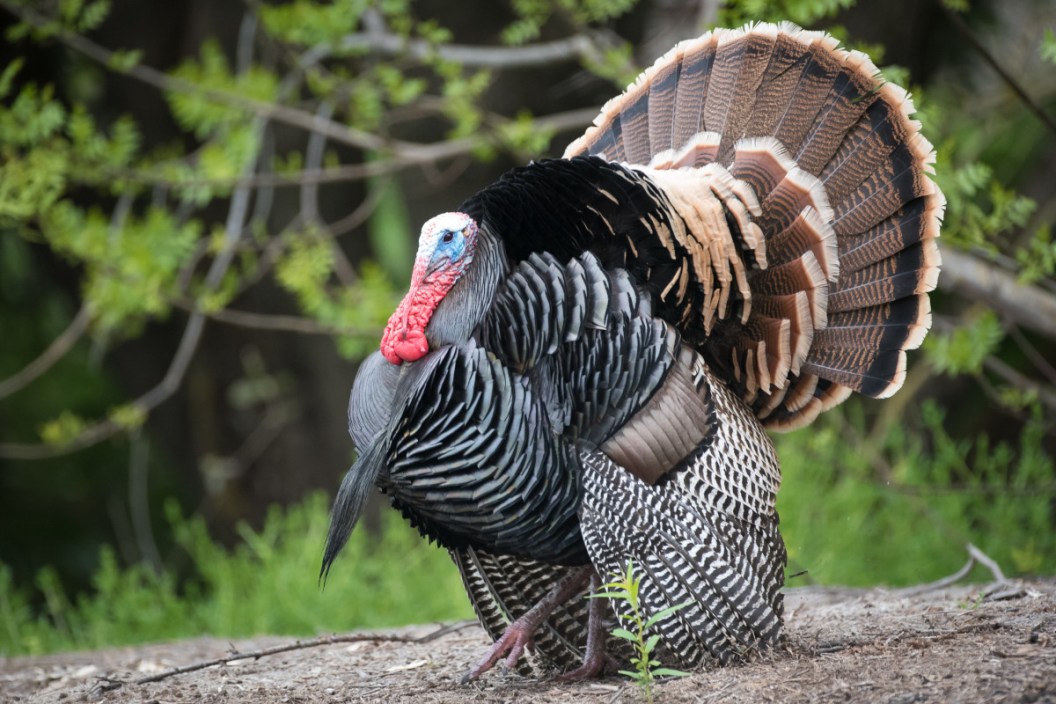Minnesota Turkey Season Regulations And Key Dates To Know minnesota-turkey-season-regulations-and-key-dates-to-know