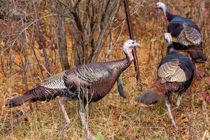 MN Turkey Season