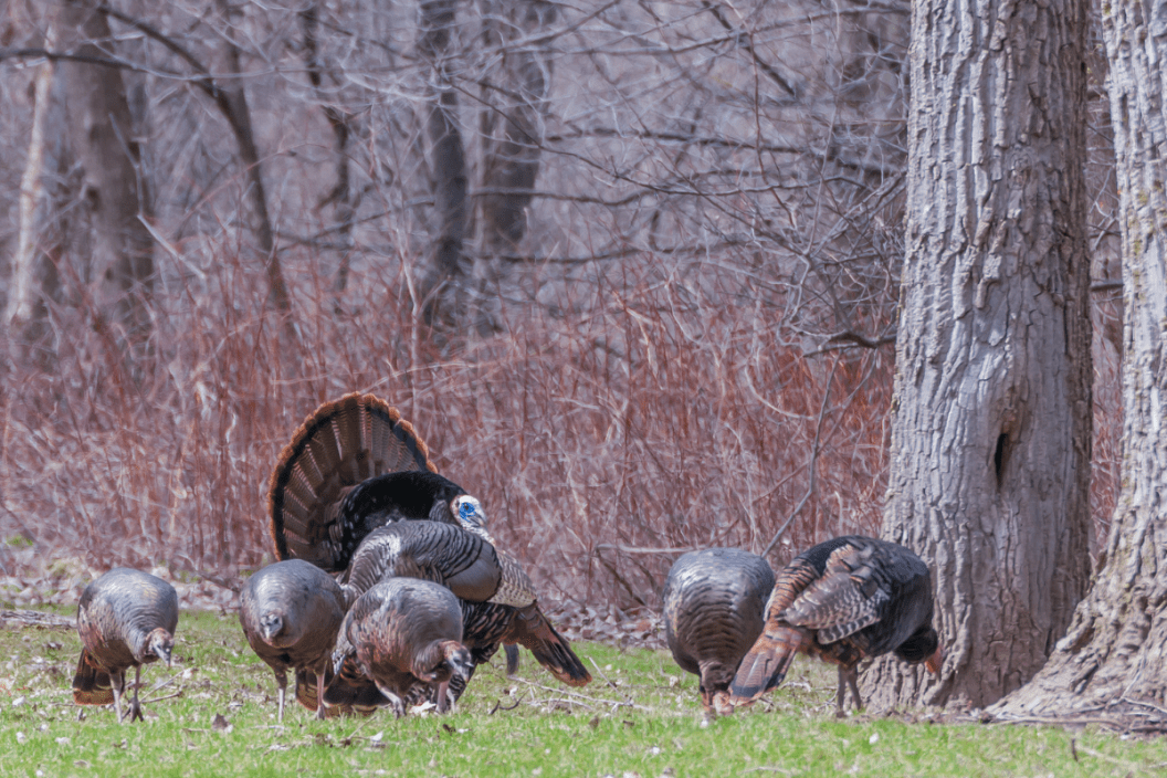 A group of turkeys stand on the grass
