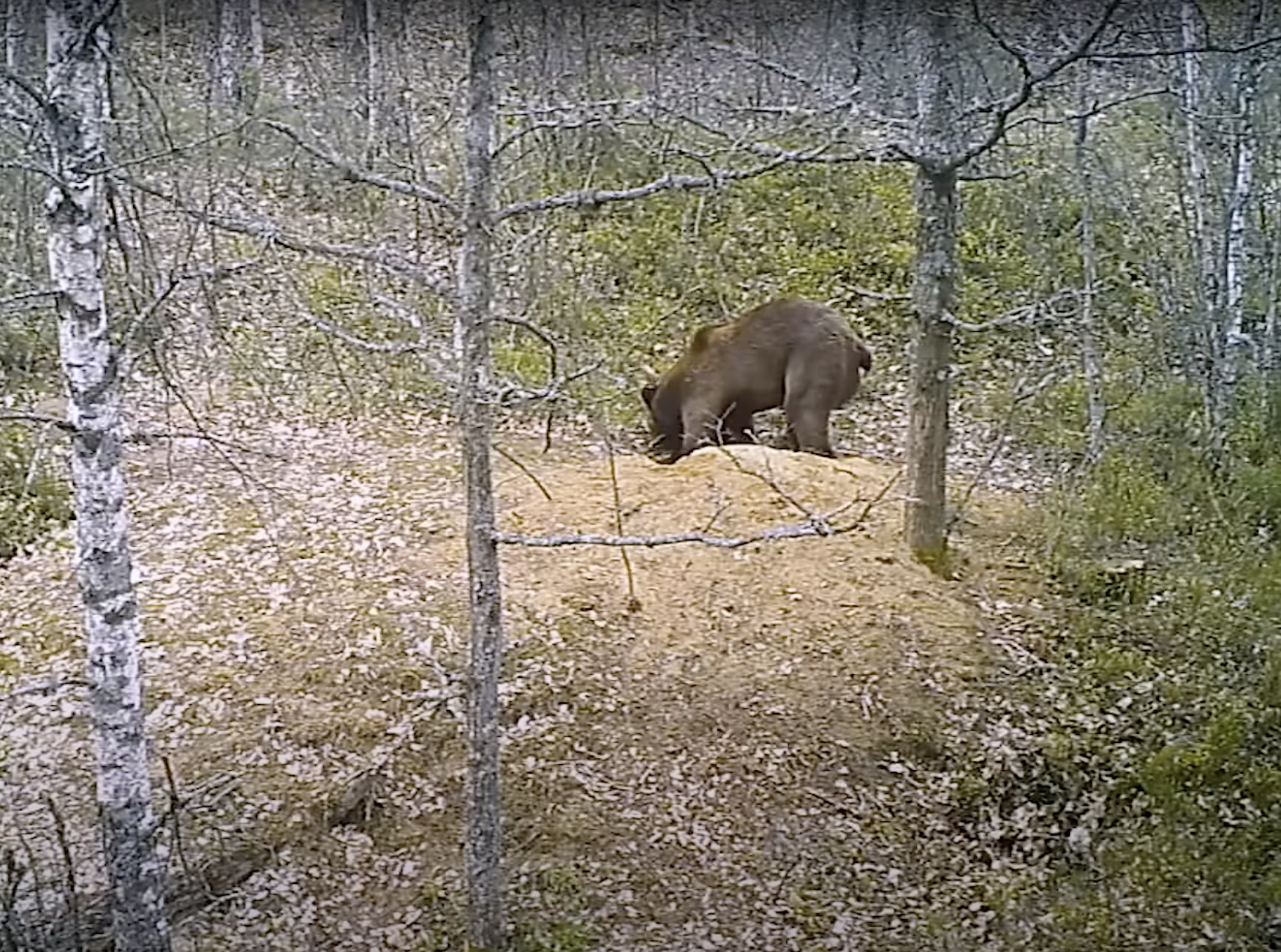 Bear destroys wold den