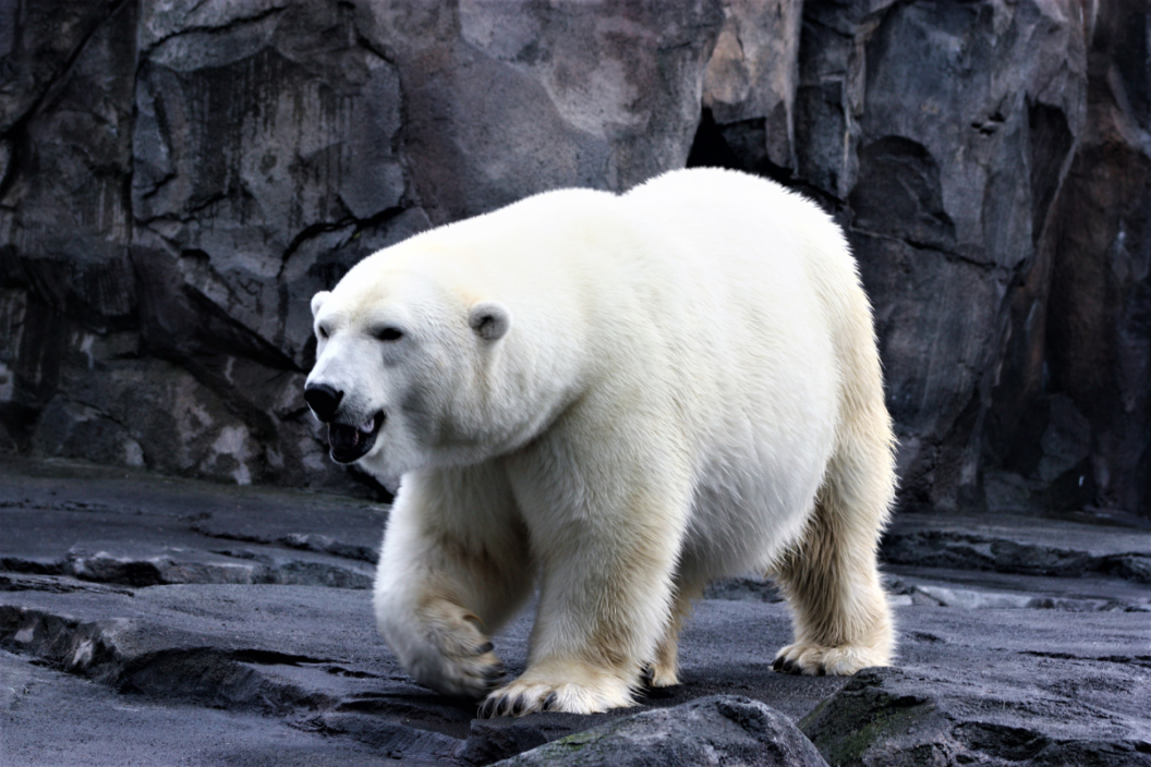 polar bear walks across the rocks