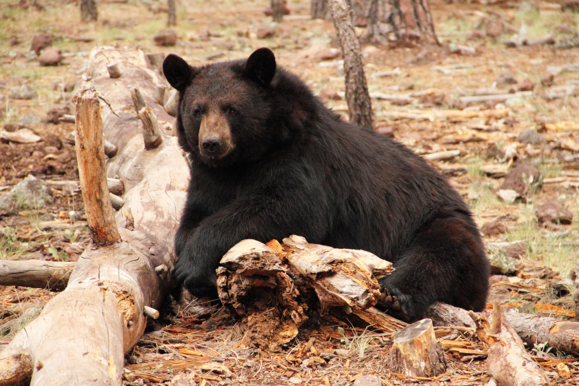 Animals That Visit Gut Piles