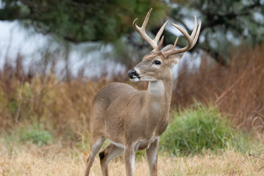 Animals That Visit Gut Piles