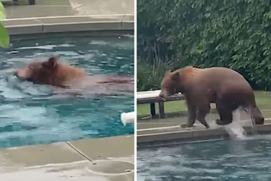 a bear swims in a Southern California pool