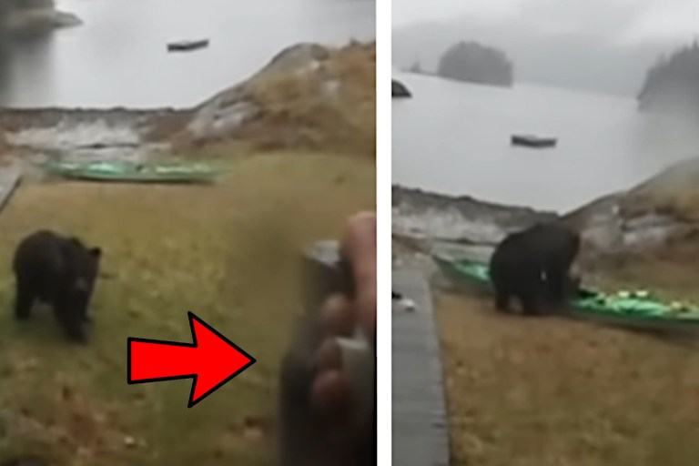 Bear Encounters Mirror, Sees Reflection & Freaks Out